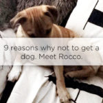 reasons-why-not-to-get-a-dog