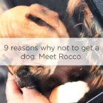 reasons-why-not-to-get-a-dog-rocco